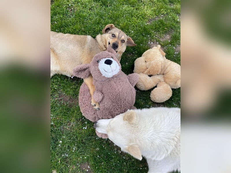 Woody - Absoluter Traumhund sucht seine Familie❤️ Woody - Absoluter Traumhund sucht seine Familie❤️