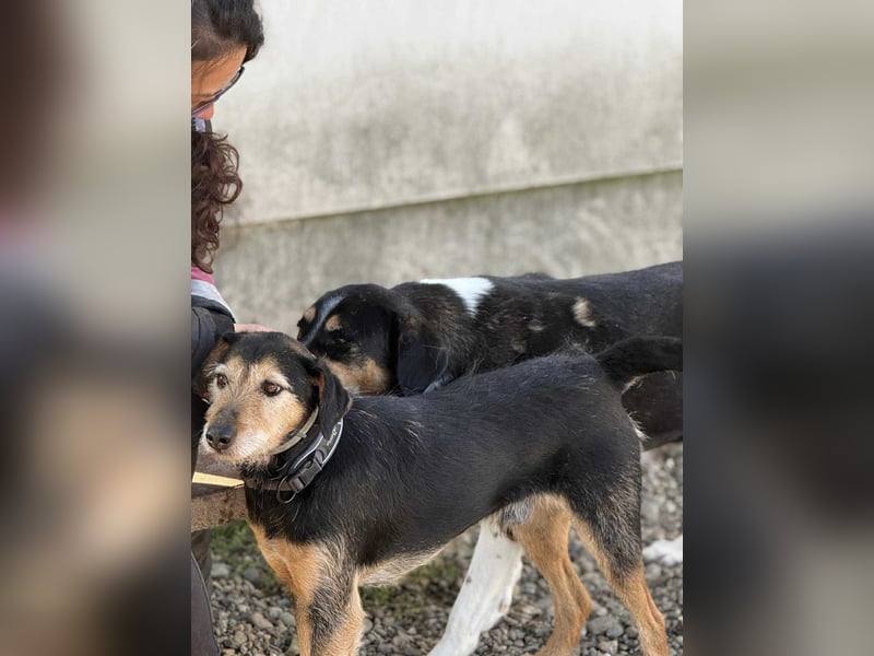 Simon - Herzenshund für Groß und Klein ❤️