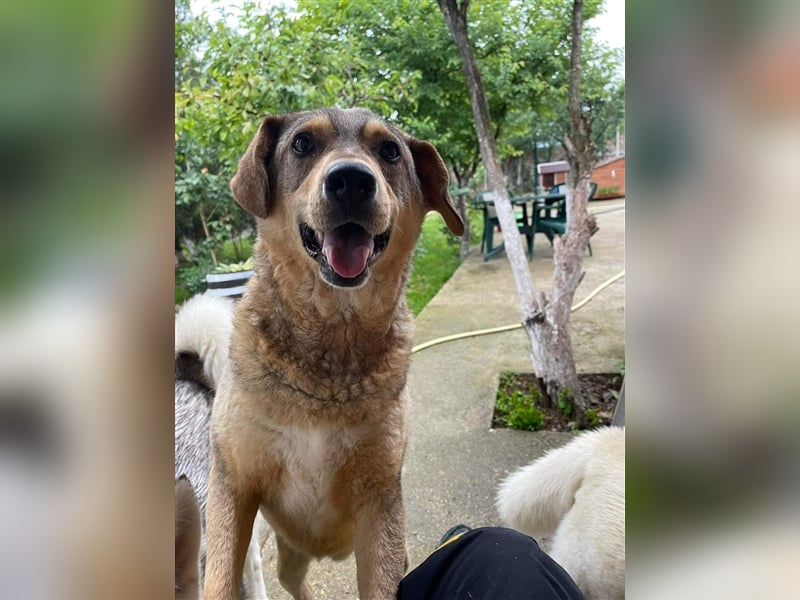Woody - Absoluter Traumhund sucht seine Familie❤️ Woody - Absoluter Traumhund sucht seine Familie❤️
