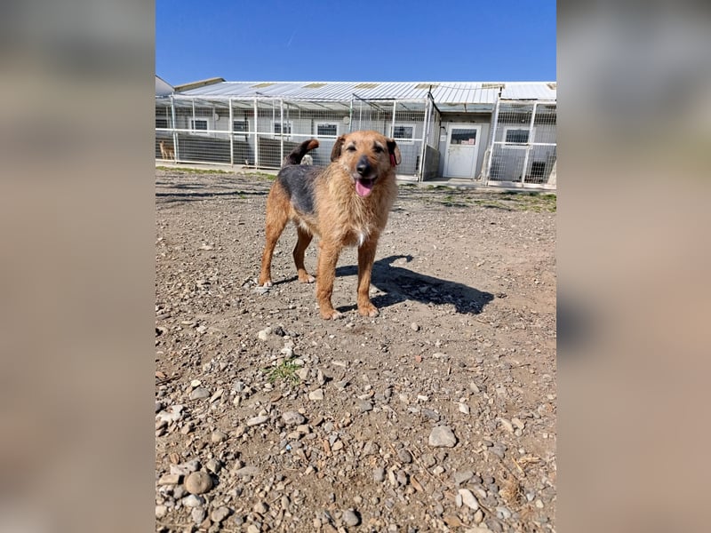 Aiko - Kuschelkumpel auf Lebenszeit sucht Zuhause ❤️