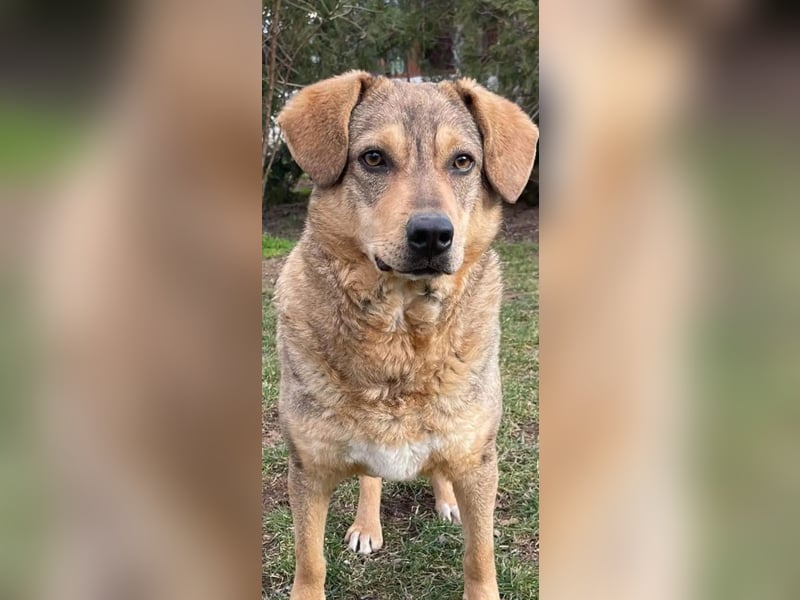 Woody - Absoluter Traumhund sucht seine Familie❤️ Woody - Absoluter Traumhund sucht seine Familie❤️
