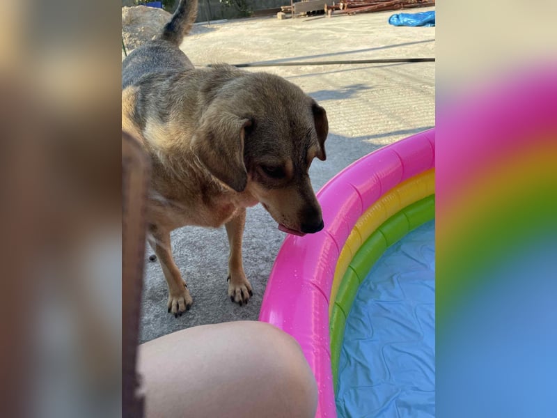 Woody - Absoluter Traumhund sucht seine Familie❤️ Woody - Absoluter Traumhund sucht seine Familie❤️