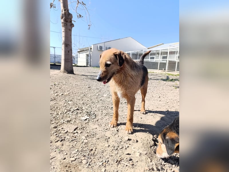 Aiko - Kuschelkumpel auf Lebenszeit sucht Zuhause ❤️