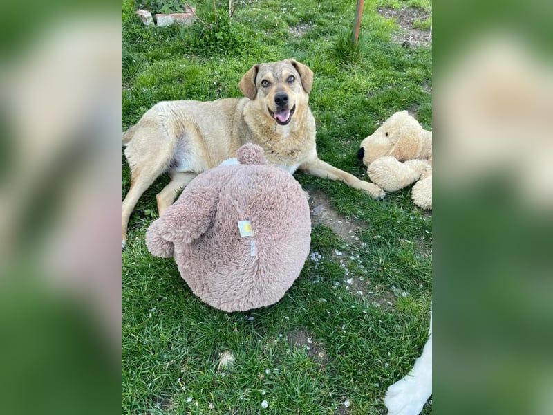 Woody - Absoluter Traumhund sucht seine Familie❤️ Woody - Absoluter Traumhund sucht seine Familie❤️