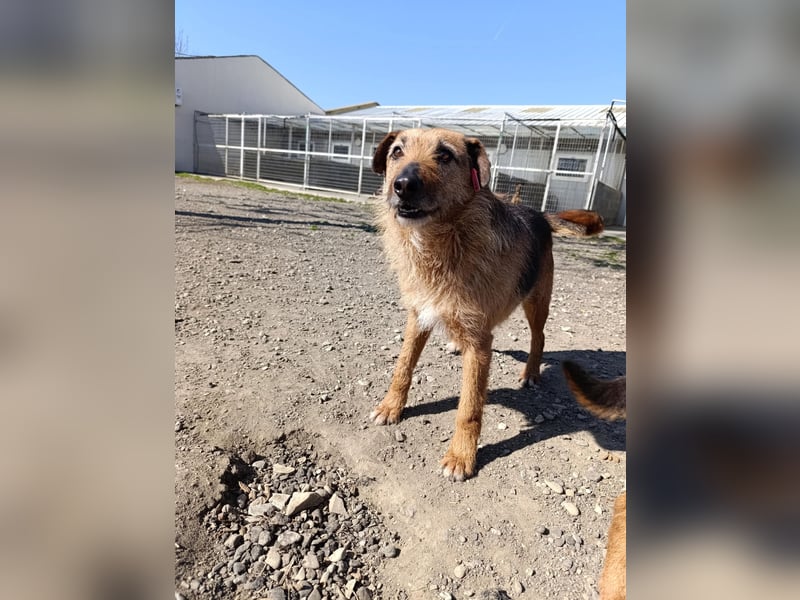 Aiko - Kuschelkumpel auf Lebenszeit sucht Zuhause ❤️