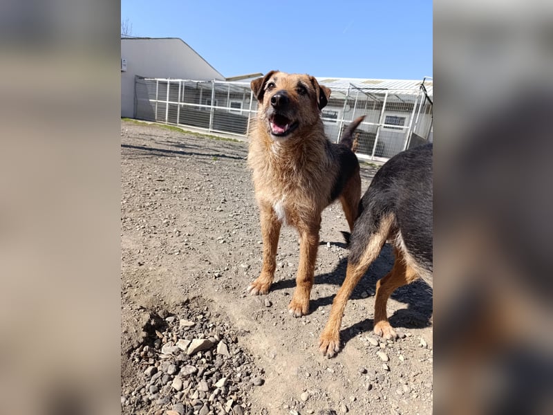 Aiko - Kuschelkumpel auf Lebenszeit sucht Zuhause ❤️