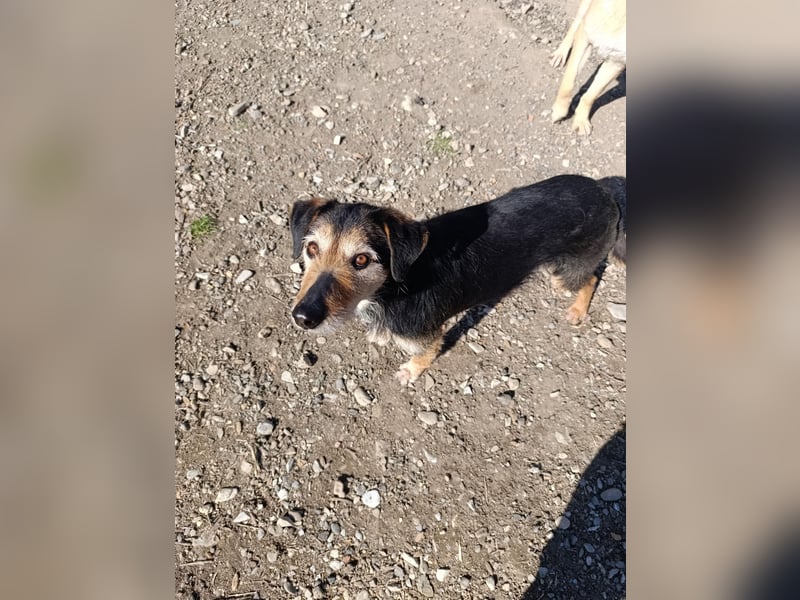 Simon - Herzenshund für Groß und Klein ❤️