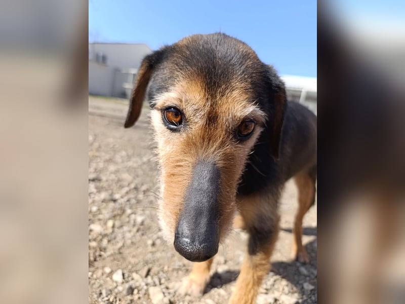Simon - Herzenshund für Groß und Klein ❤️