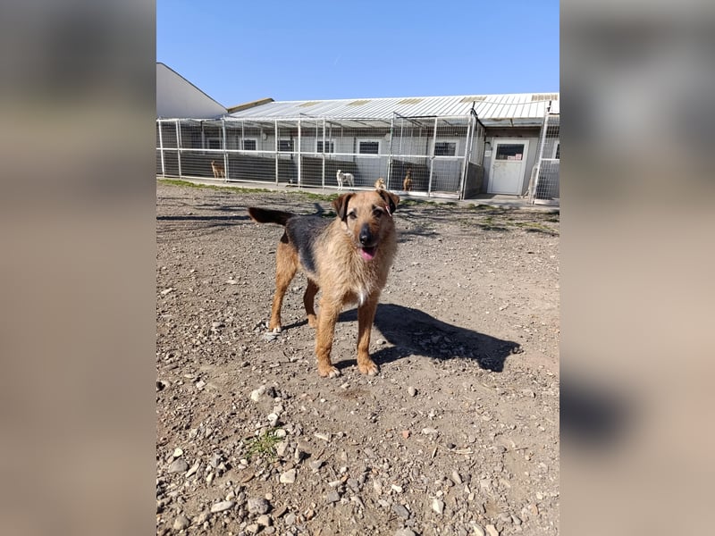 Aiko - Kuschelkumpel auf Lebenszeit sucht Zuhause ❤️