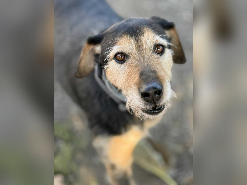 Simon - Herzenshund für Groß und Klein ❤️