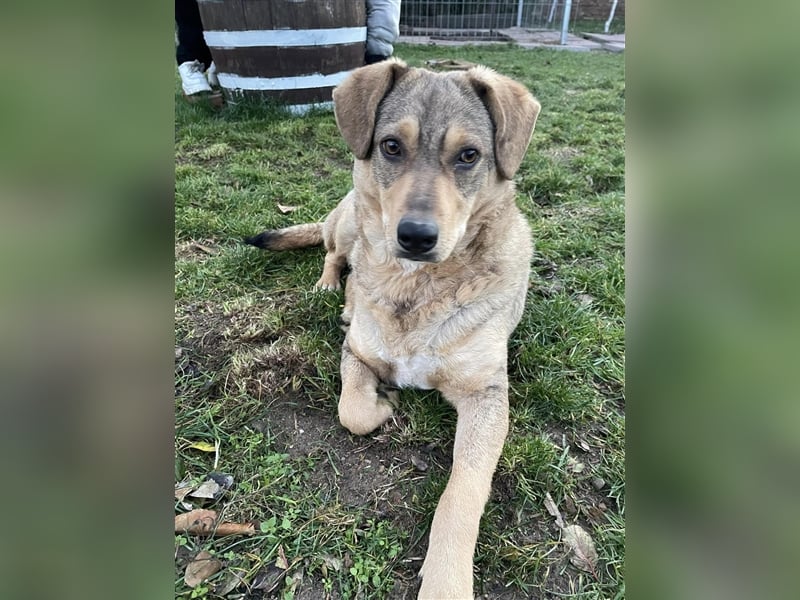 Woody - Absoluter Traumhund sucht seine Familie❤️ Woody - Absoluter Traumhund sucht seine Familie❤️
