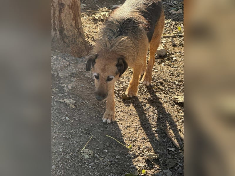 Aiko - Kuschelkumpel auf Lebenszeit sucht Zuhause ❤️