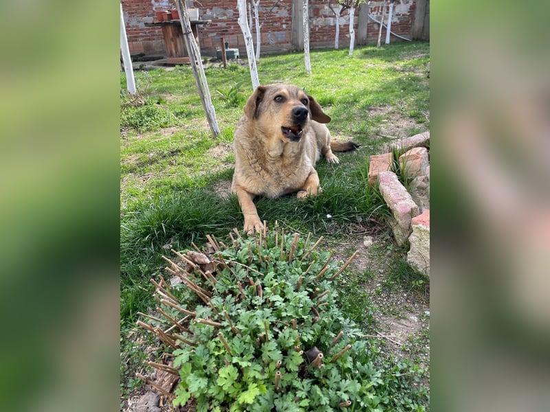 Woody - Absoluter Traumhund sucht seine Familie❤️ Woody - Absoluter Traumhund sucht seine Familie❤️