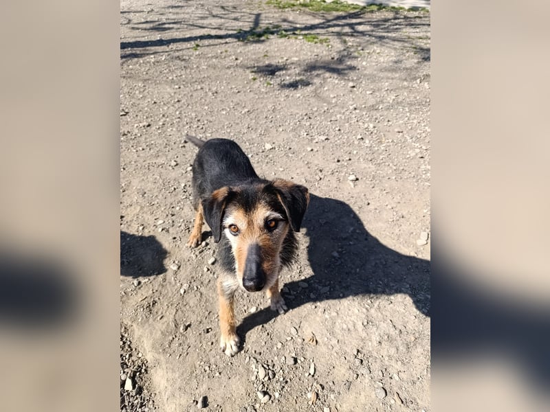 Simon - Herzenshund für Groß und Klein ❤️
