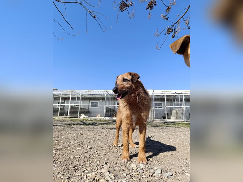 Aiko - Kuschelkumpel auf Lebenszeit sucht Zuhause ❤️
