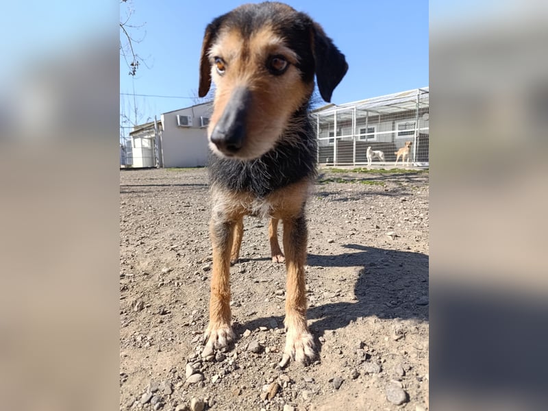 Simon - Herzenshund für Groß und Klein ❤️