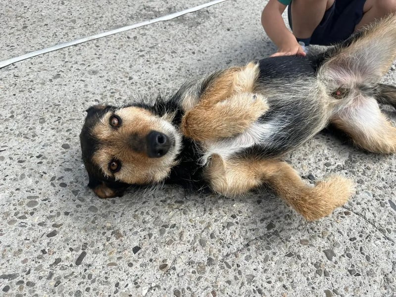 Simon - Herzenshund für Groß und Klein ❤️