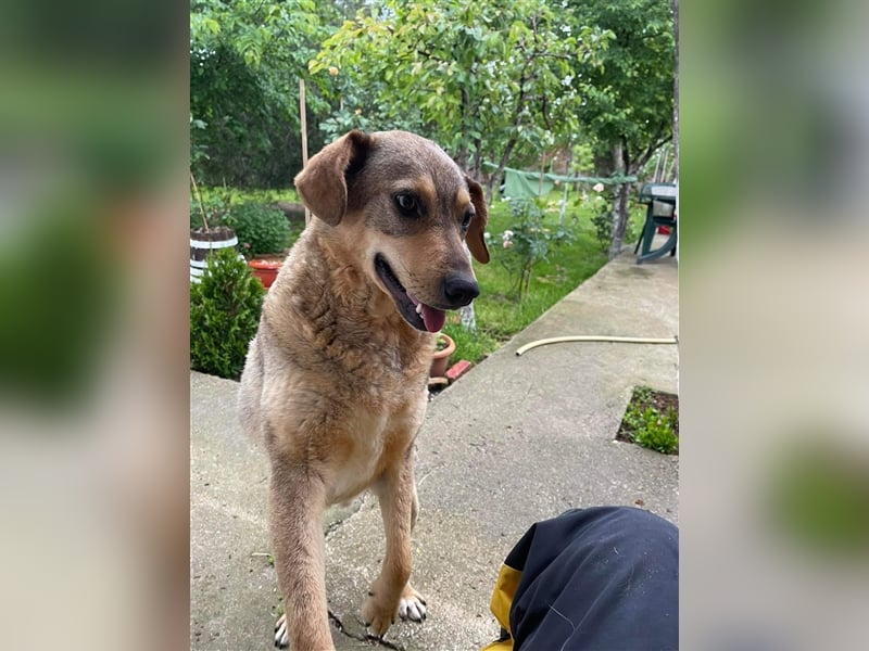 Woody - Absoluter Traumhund sucht seine Familie❤️ Woody - Absoluter Traumhund sucht seine Familie❤️