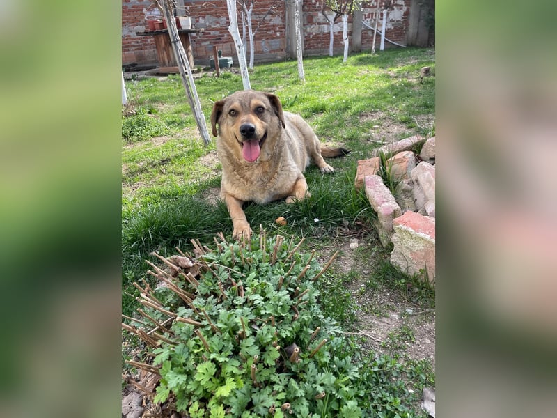 Woody - Absoluter Traumhund sucht seine Familie❤️ Woody - Absoluter Traumhund sucht seine Familie❤️