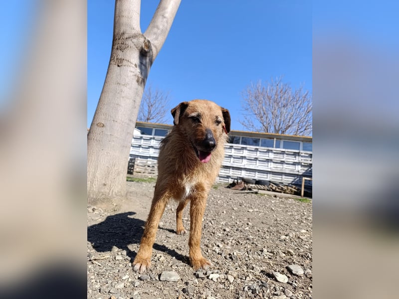 Aiko - Kuschelkumpel auf Lebenszeit sucht Zuhause ❤️