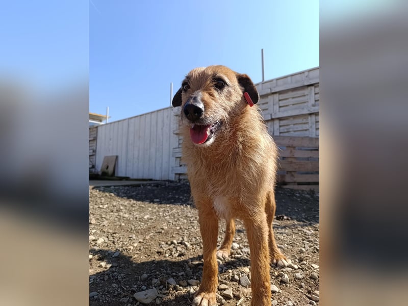 Aiko - Kuschelkumpel auf Lebenszeit sucht Zuhause ❤️