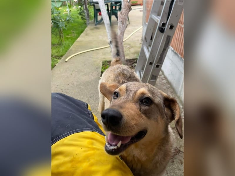 Woody - Absoluter Traumhund sucht seine Familie❤️ Woody - Absoluter Traumhund sucht seine Familie❤️