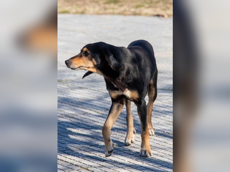 Hundeopa Freddie sucht seinen Gnadenplatz