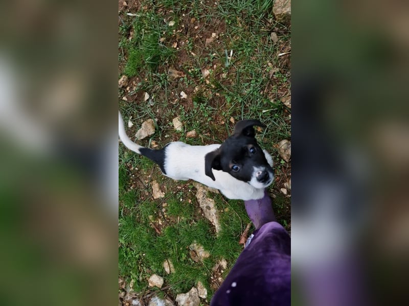 Lenny: verspielter Welpenbub sucht Zuhause