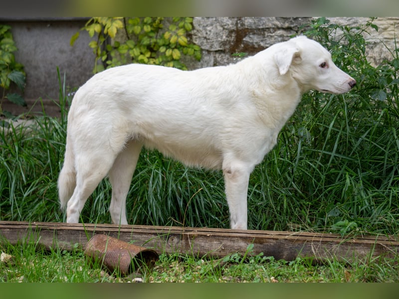 Flockie - Sanfte Hündin sucht Zuhause
