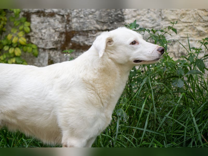 Flockie - Sanfte Hündin sucht Zuhause