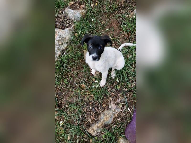 Lenny: verspielter Welpenbub sucht Zuhause