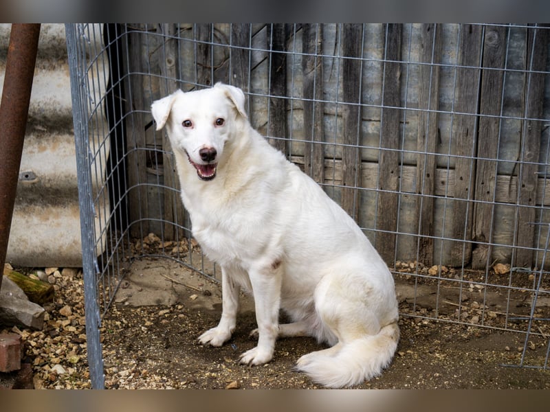 Flockie - Sanfte Hündin sucht Zuhause