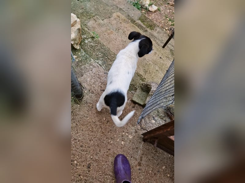 Lenny: verspielter Welpenbub sucht Zuhause