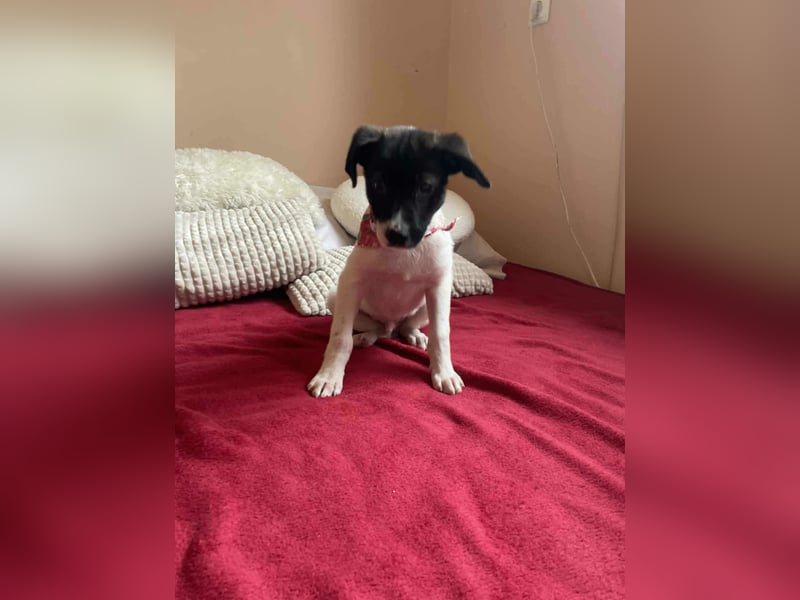 Lenny: verspielter Welpenbub sucht Zuhause