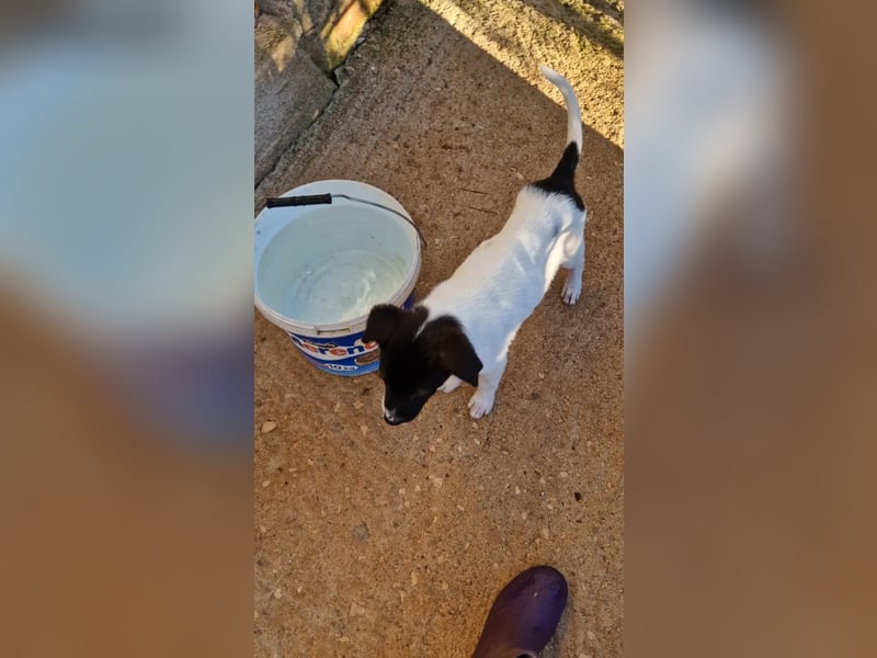 Lenny: verspielter Welpenbub sucht Zuhause