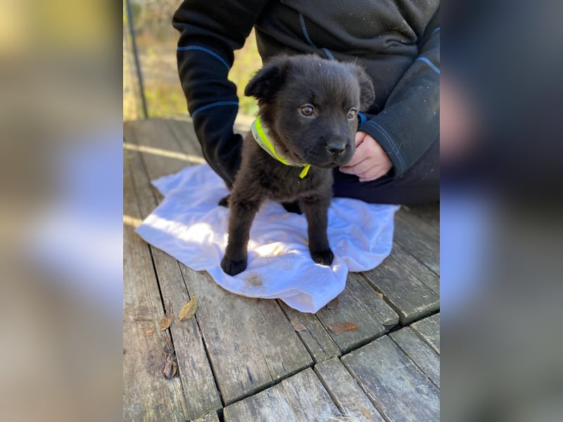 AYLA - Braune Schönheit sucht ihre Menschen