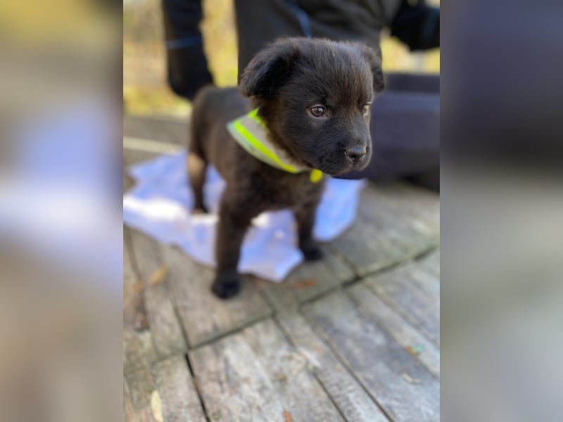 AYLA - Braune Schönheit sucht ihre Menschen