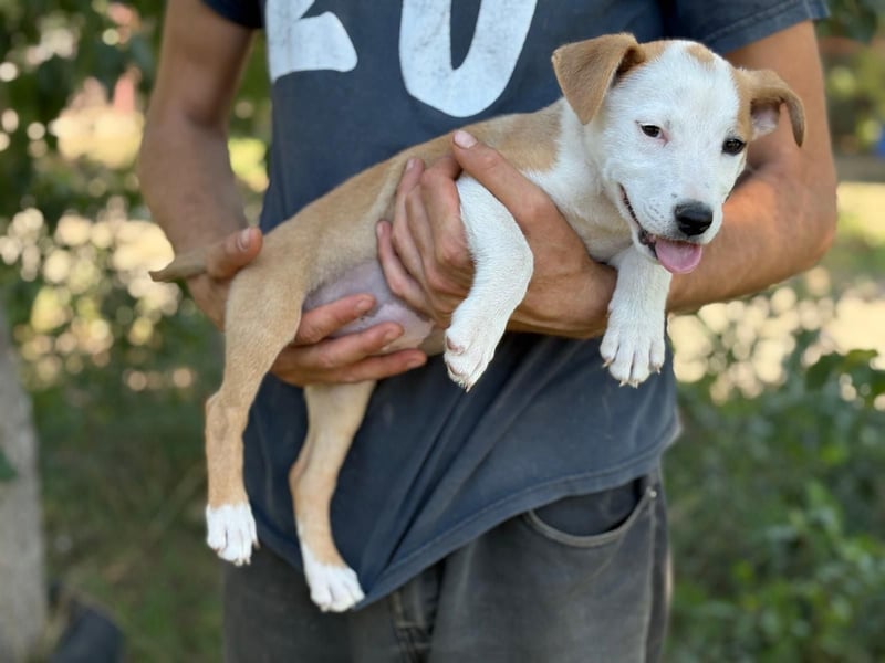 KENIA - Kleines Hundekind sucht Geborgenheit und Liebe