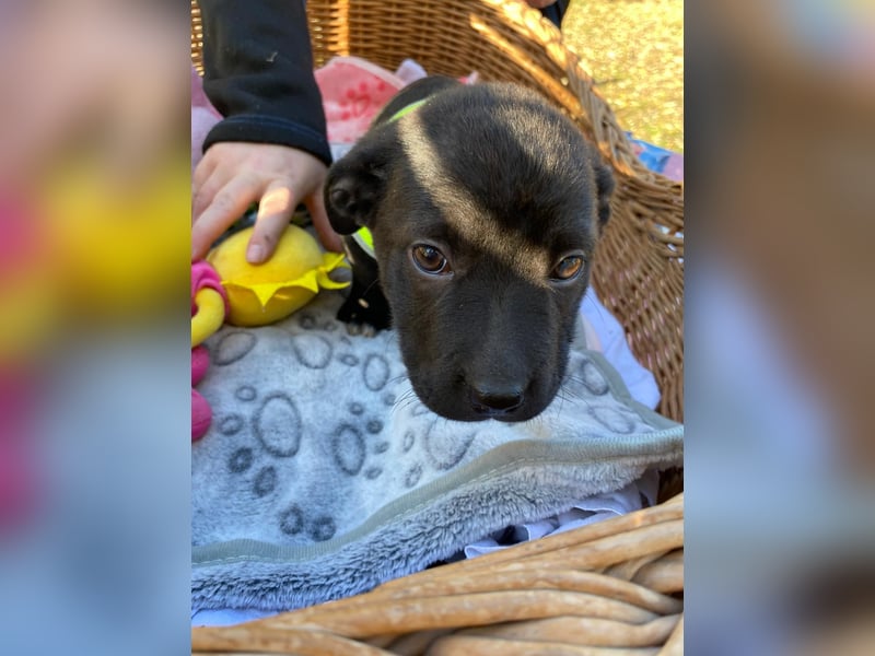 MILA - Zuckersüße Maus, 4 Monate alt, rundum verträglich