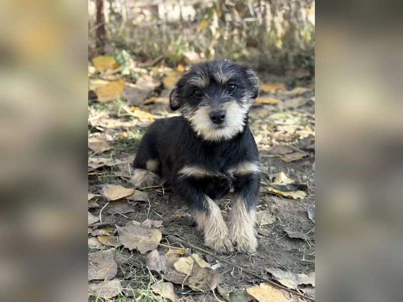 TEXTON - Kleiner Wirbelwind sucht ein liebevolles Zuhause