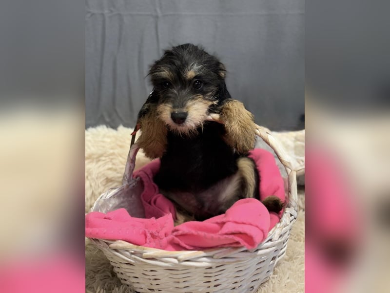 TEXTON - Kleiner Wirbelwind sucht ein liebevolles Zuhause