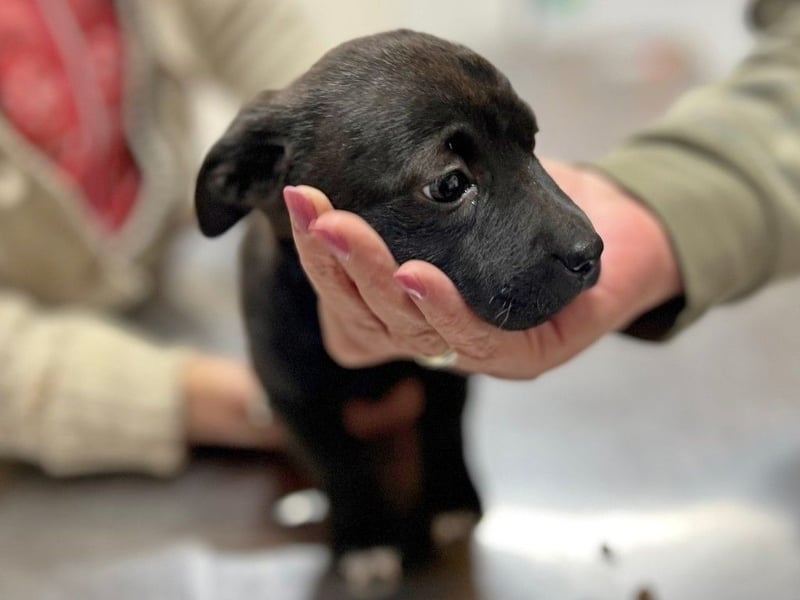 MILA - Zuckersüße Maus, 4 Monate alt, rundum verträglich