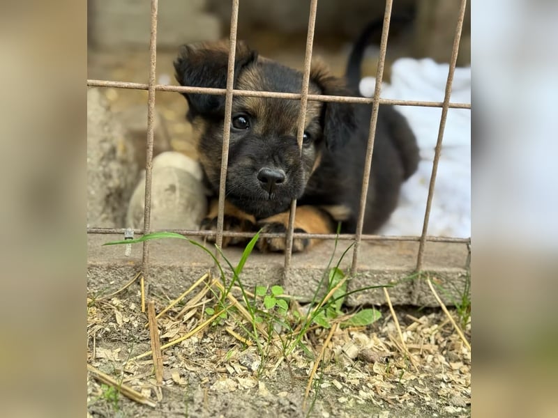 BONNY - Kleines Hundemädchen mit großem Herzen sucht ihr Glück
