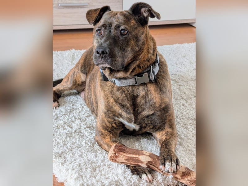 SUSI - Schmusemaus Susi sucht ein liebevolles Zuhause