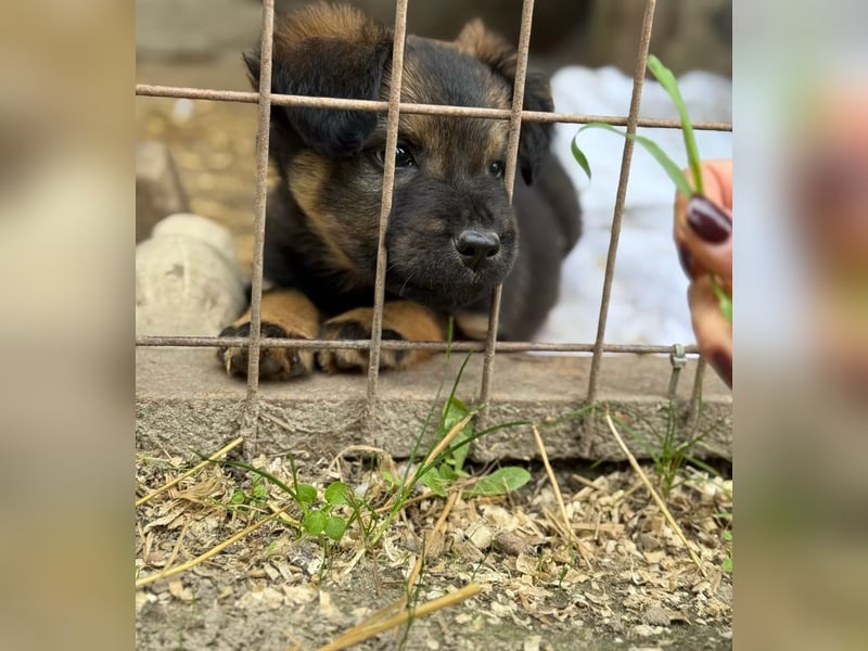BONNY - Kleines Hundemädchen mit großem Herzen sucht ihr Glück