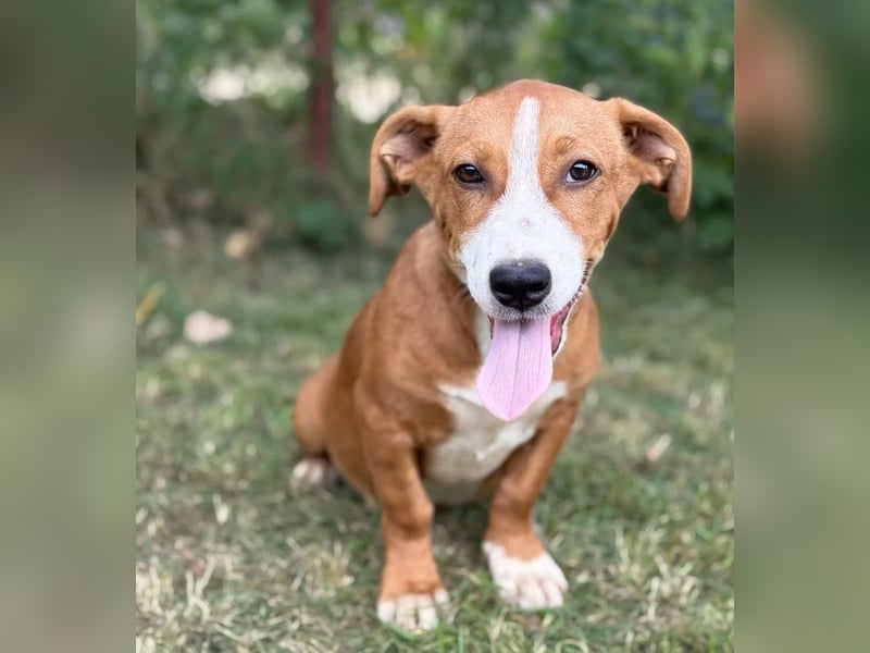YELLINA - Junge Hundedame voller Energie und Lebensfreude sucht ihr Glück