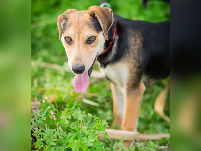 OLIVIA - Kleine Entdeckerin sucht ihre Familie