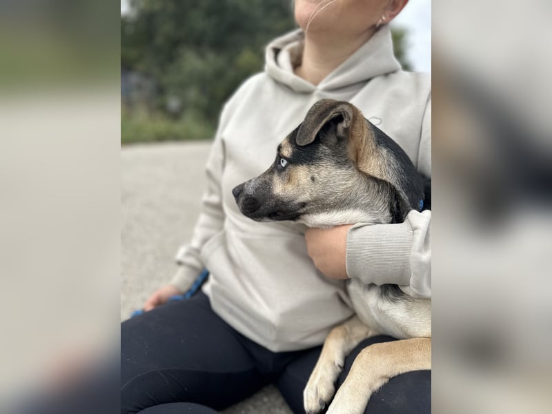 TAYA - Wunderschöne Hündin mit strahlend blauen Augen sucht ihr Glück