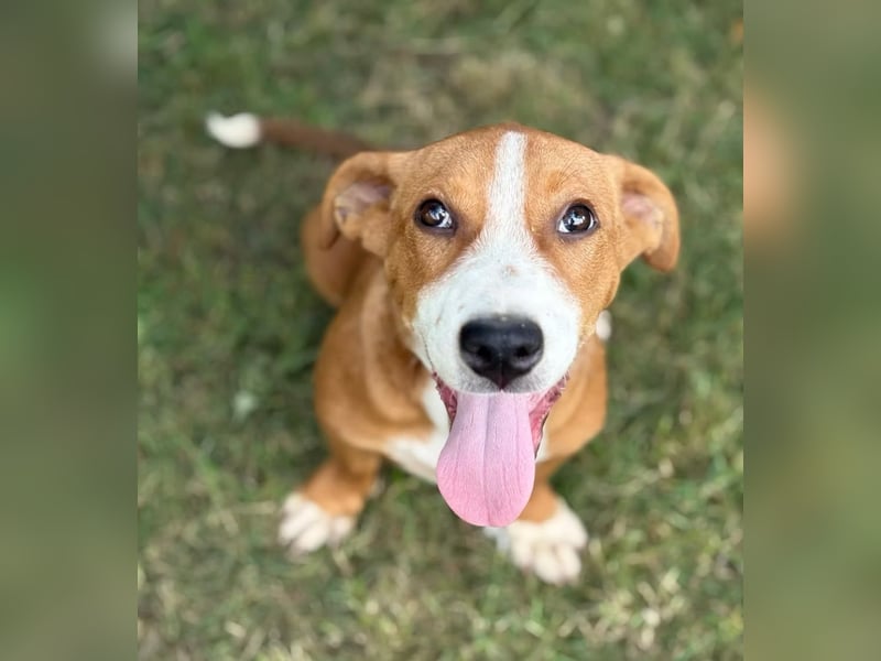 YELLINA - Junge Hundedame voller Energie und Lebensfreude sucht ihr Glück