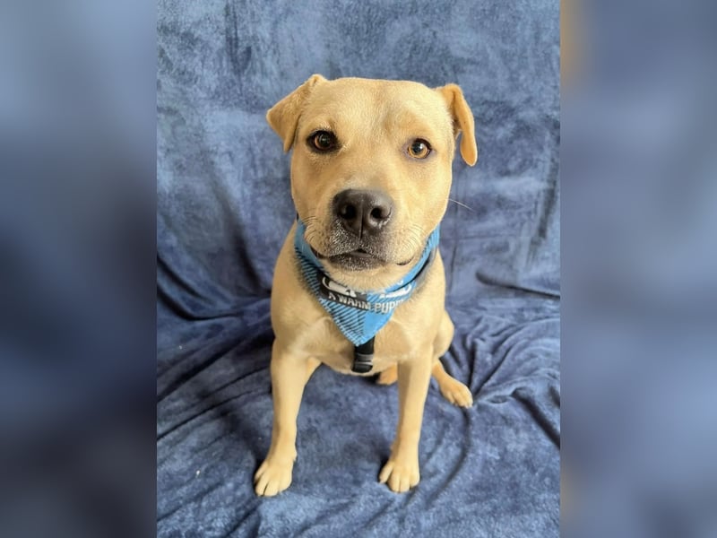 DORIS - Sanfte junge Hündin, rundum verträglich mit Hunden und Katzen, sucht ihr Zuhause